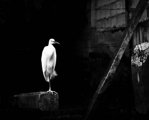 L’oiseau migrateur