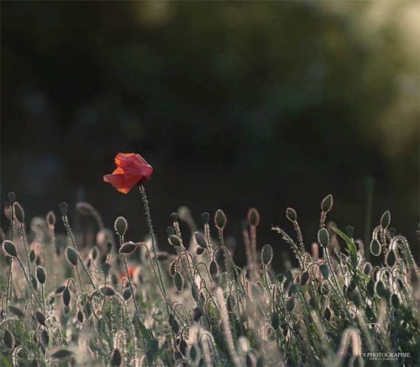 Coquelicot sentinelle