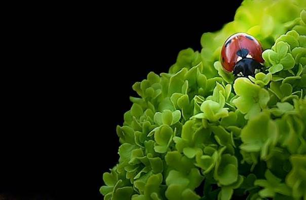 Bouton coccinelle