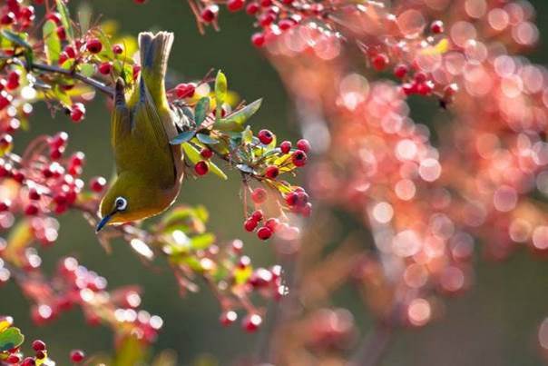 L’oiseau peinturlureur