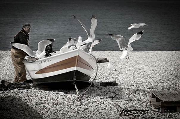 Transport en commun d’oiseau