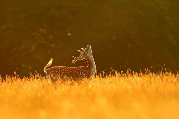 Le cerf brame ou rait dans la forêt