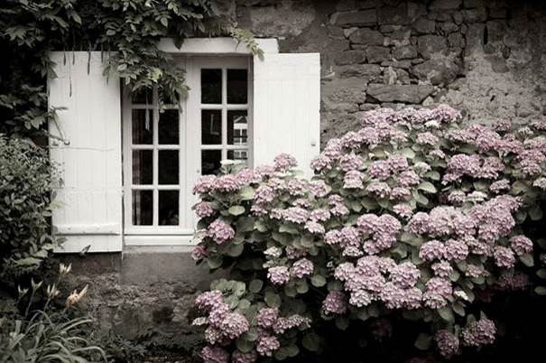 J’ai mis des fleurs à ma fenêtre