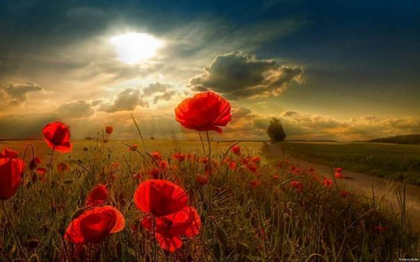 Un dernier coquelicot pour la route ?