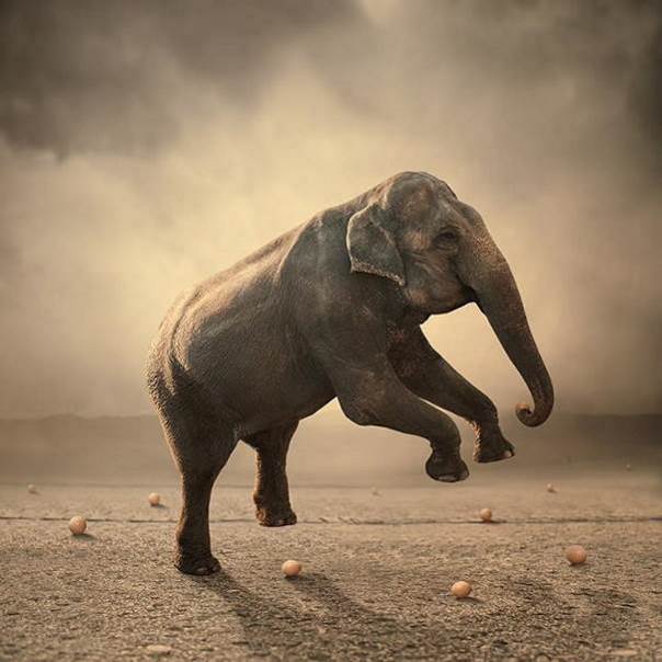 L’éléphant dans le vent