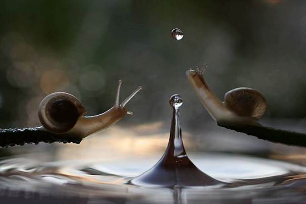 Distribution de manne en trop eau