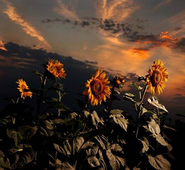 Fidèles tournesols