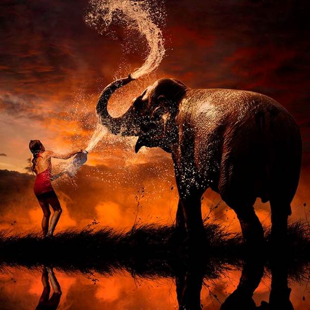 Peigner la girafe et laver l’éléphant