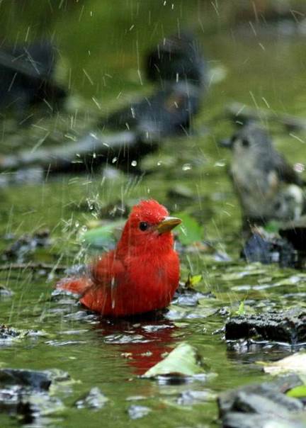 L’oiseau au plumage rouillé