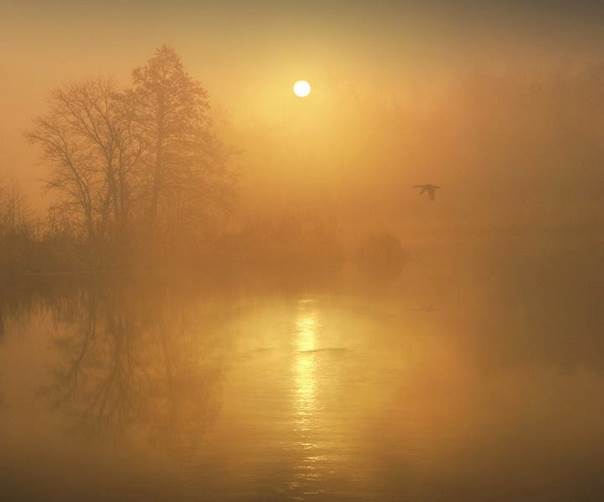 Dans la brume jaune