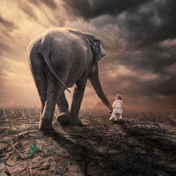 Là où va l’éléphant - 4