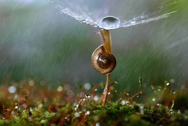 Viens Bubulle, viens