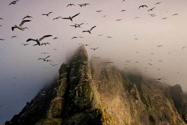 Lâchez les oiseaux