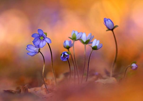 Fleurs matutinales