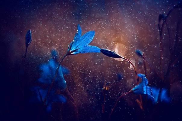 Quelques fleurs bleues sur un cœur d’étoiles