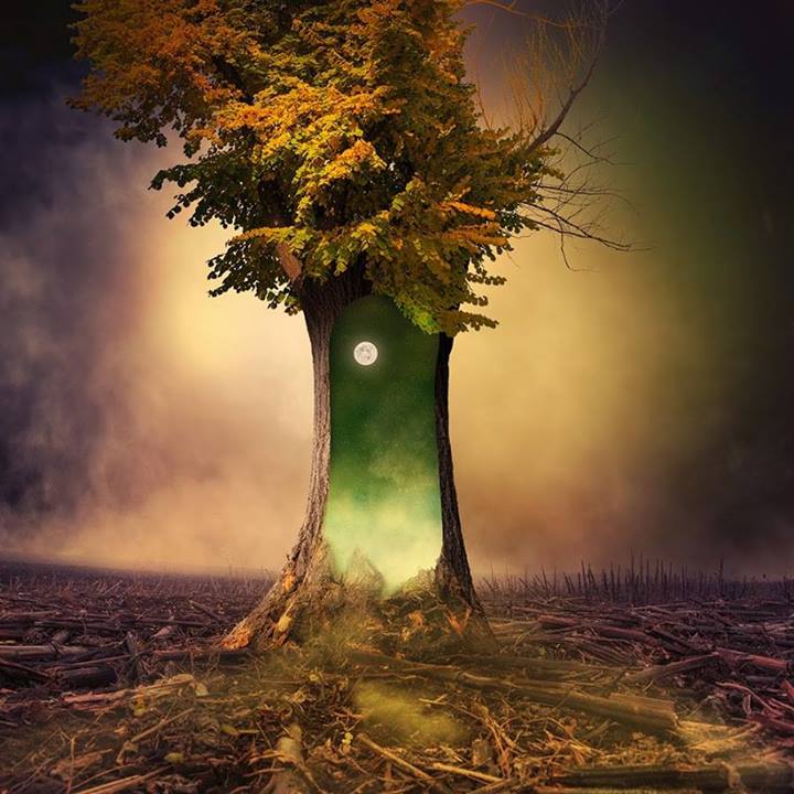 L’arbre creux de mon enfance