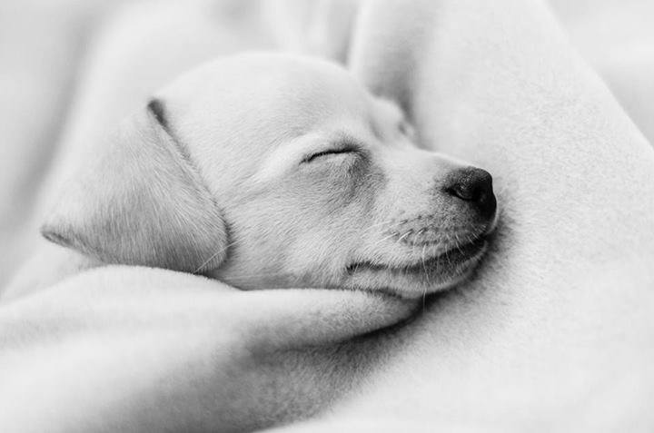 Le vrai bonheur, nom d’un chien