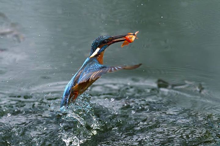 La pêche aux couleurs