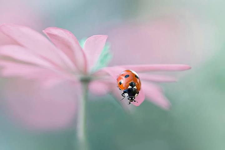 Quand la coccinelle se penche