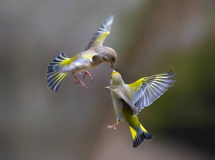 Baiser en plein vol