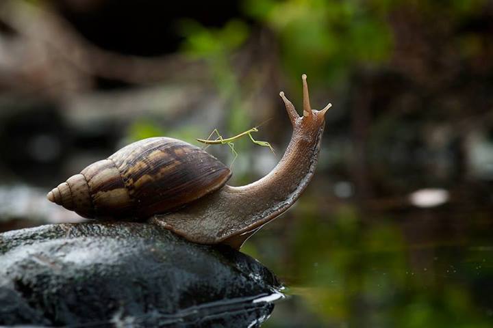 L’escargot et le phasme