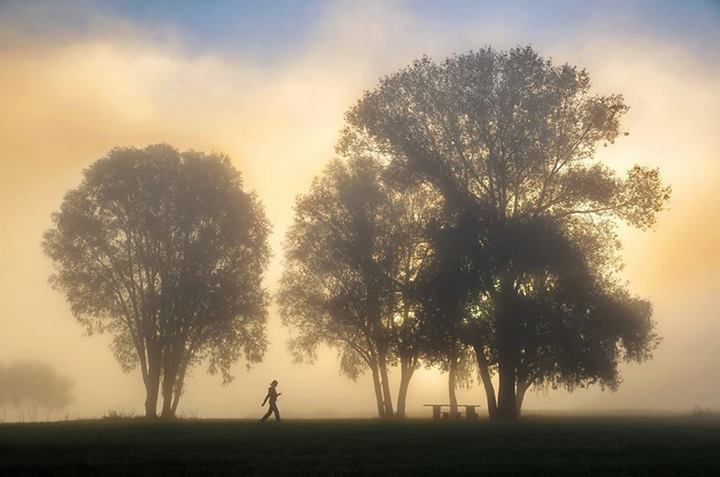 Marche entre les arbres