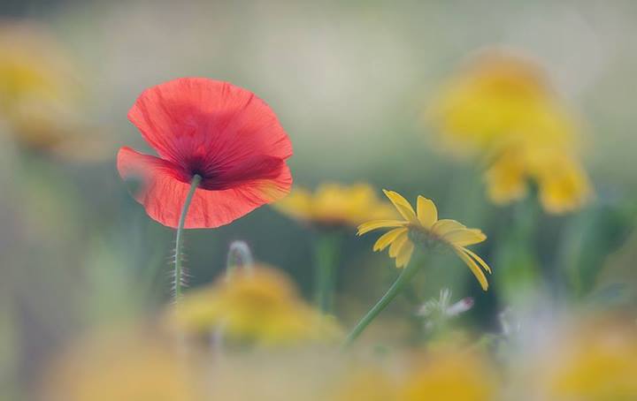 Coquelicot des neiges