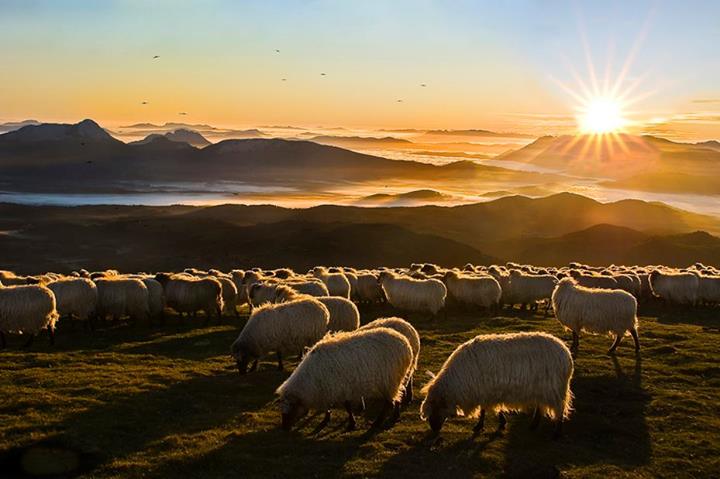 Debout les moutons
