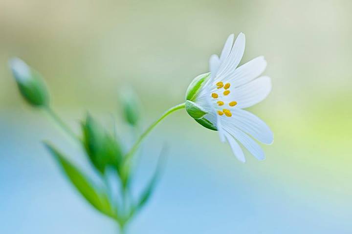 La première fleur du printemps