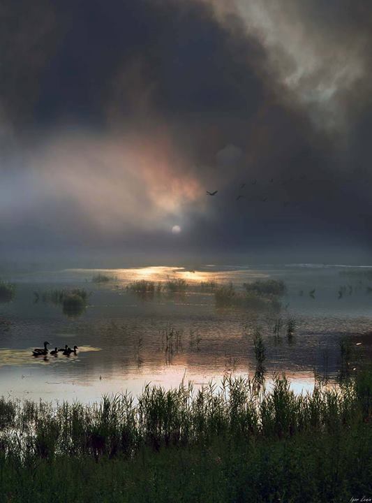Le rendez-vous des canards