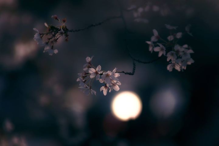 Fleurs de lune