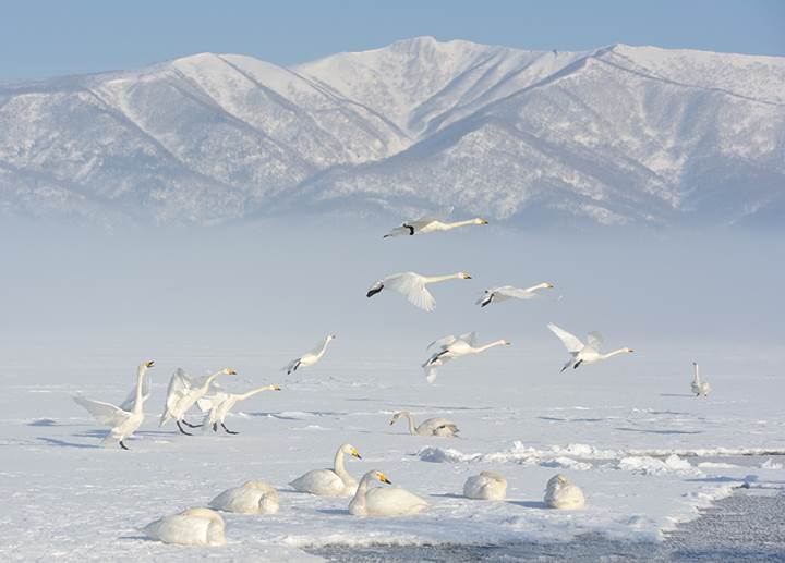 Des oies blanches comme neige