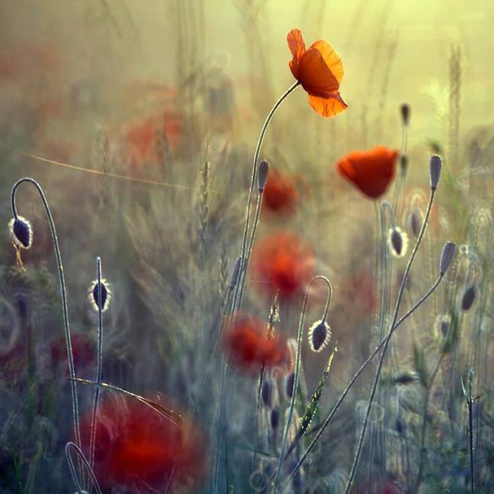 En attendant les coquelicots