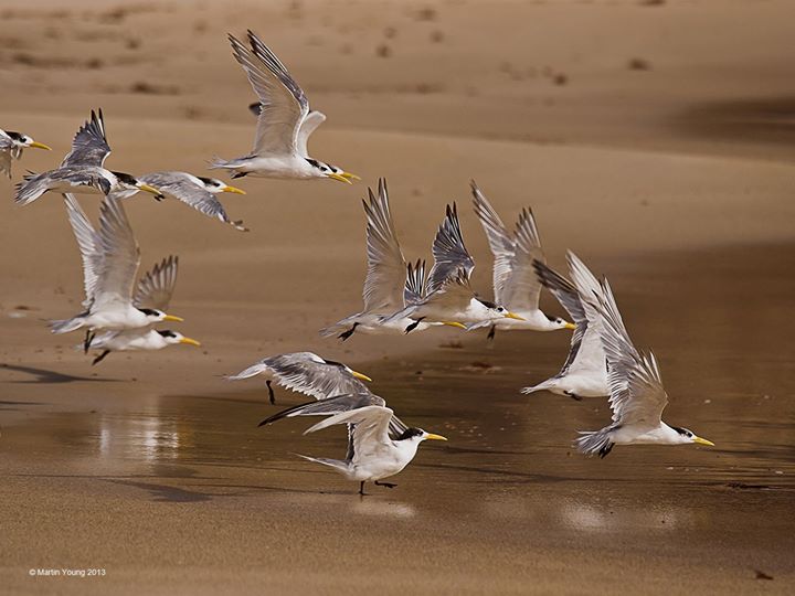 Fous, les oiseaux fous