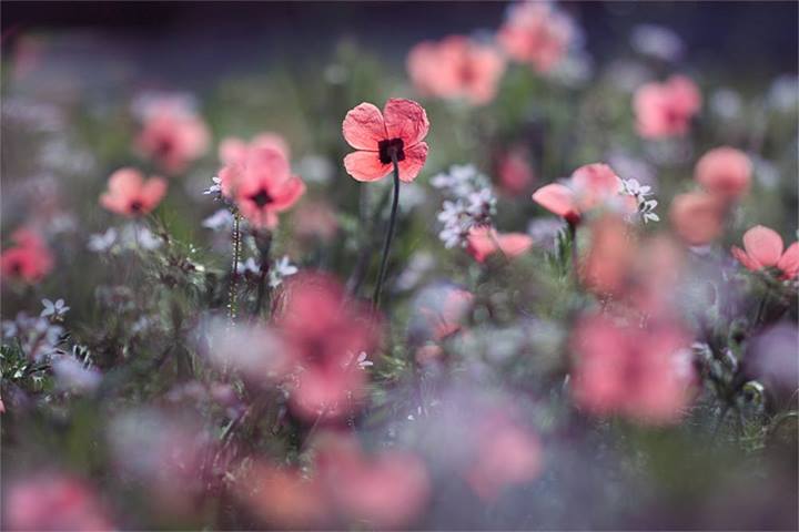 Debout les fleurs