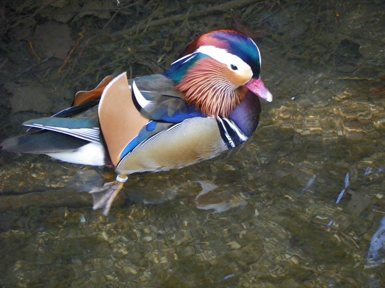 Le canard perroquet