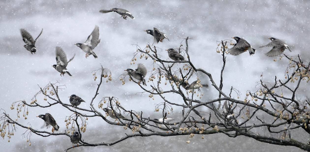 Qui est l’oiseau, qui est la branche ?
