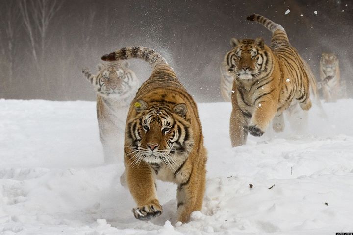 Un tigre dans mon hiver