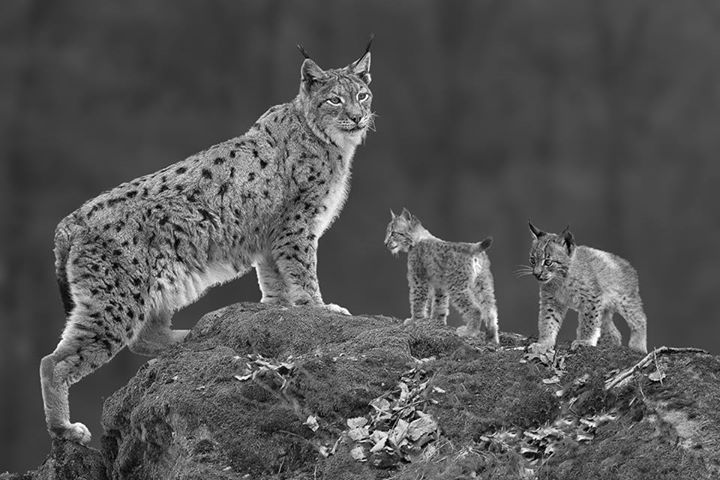 Familynx