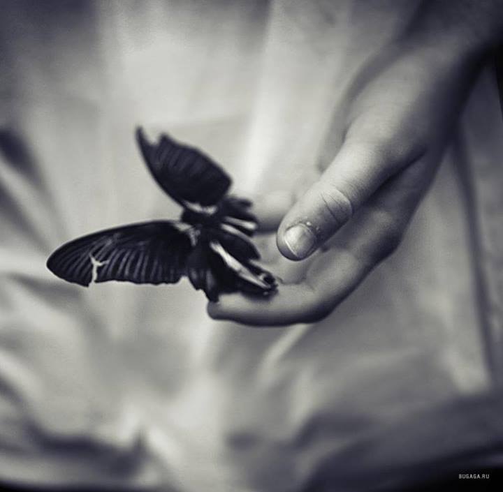 Papillon noir