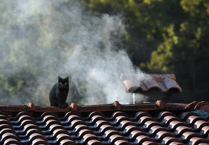 Chat de tabatière