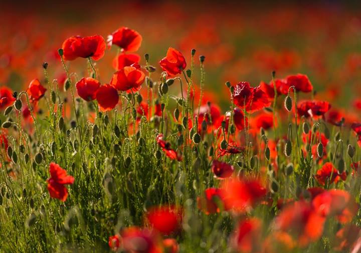 Avez-vous lu le coquelicot du jour ?