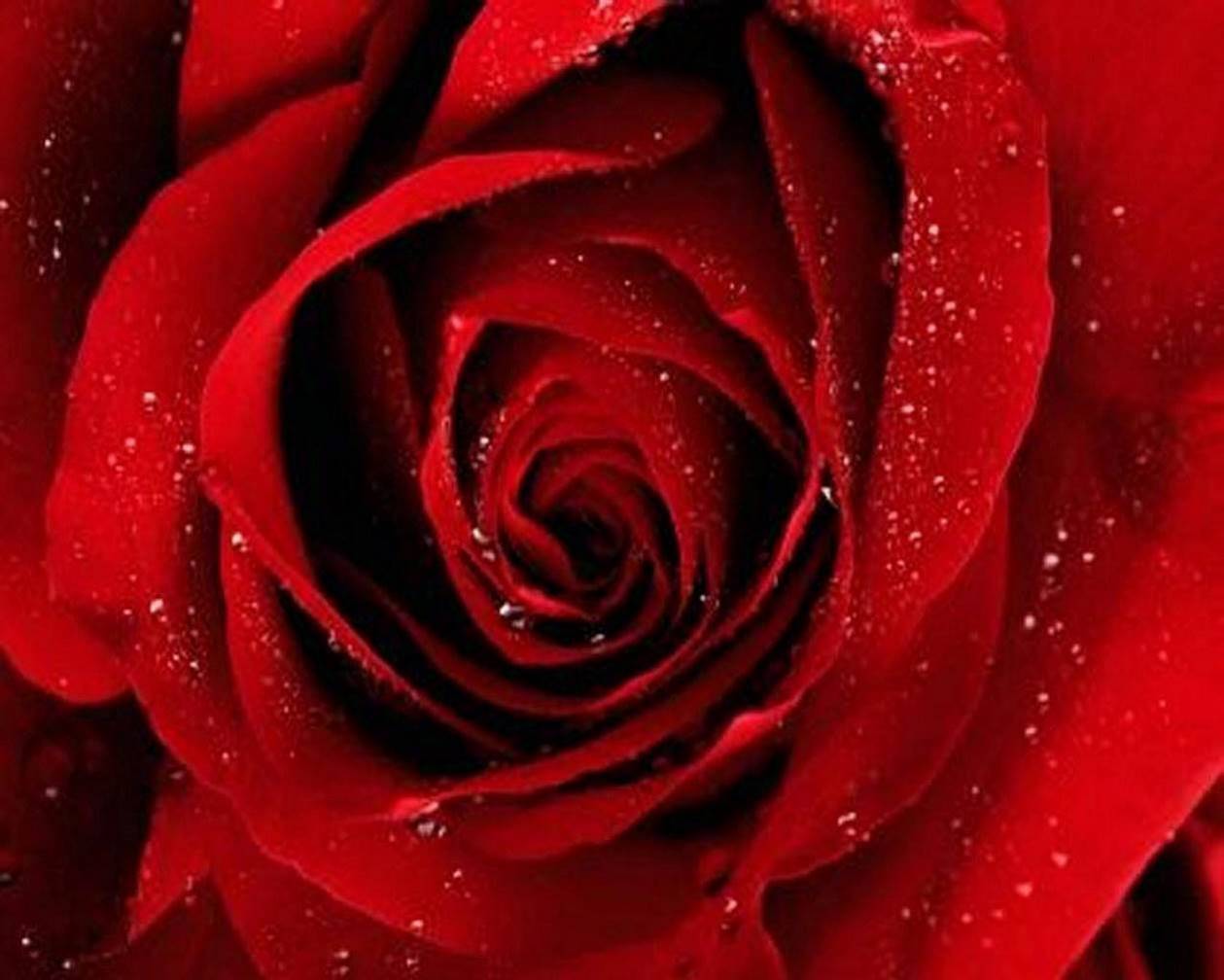 La rose dynamite