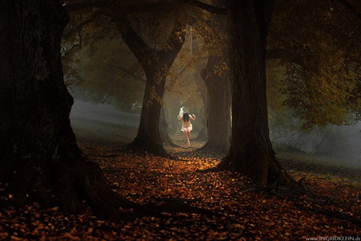 Le papillon des bois