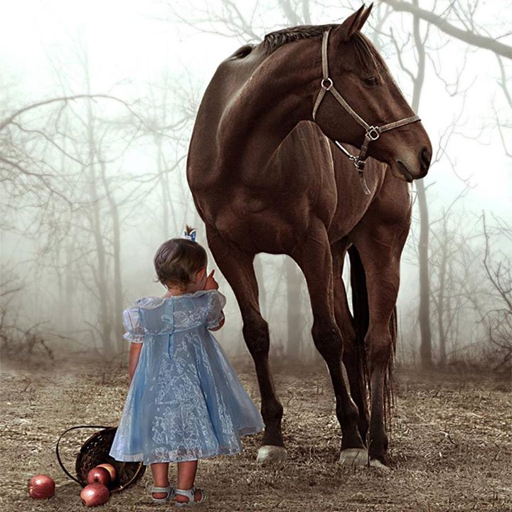 Le cheval qui dit non