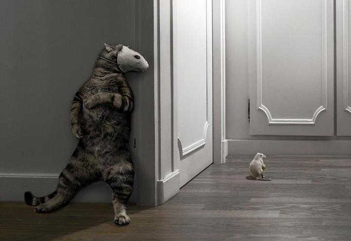 La nuit, tous les chats sont gris-souris