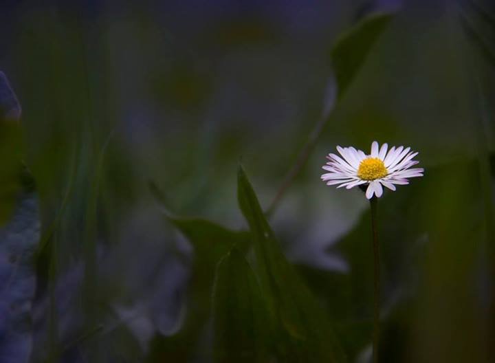 La marguerite à l’oreille