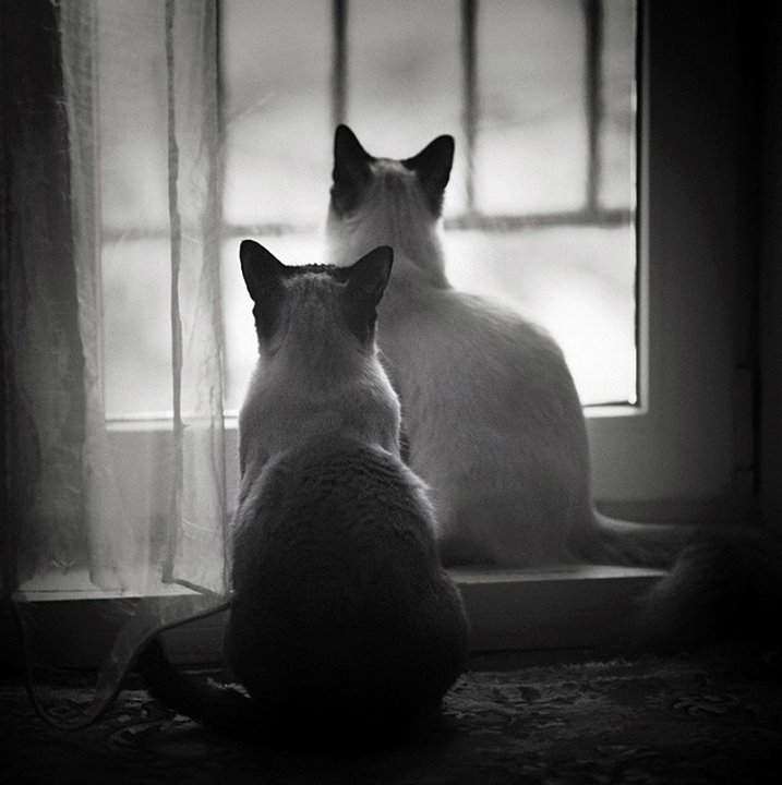 La bonne cachatte