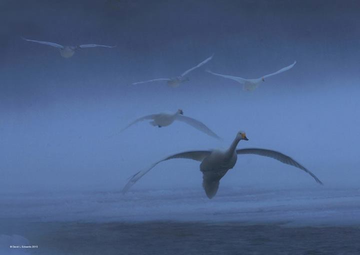 Quand les poissons volent…
