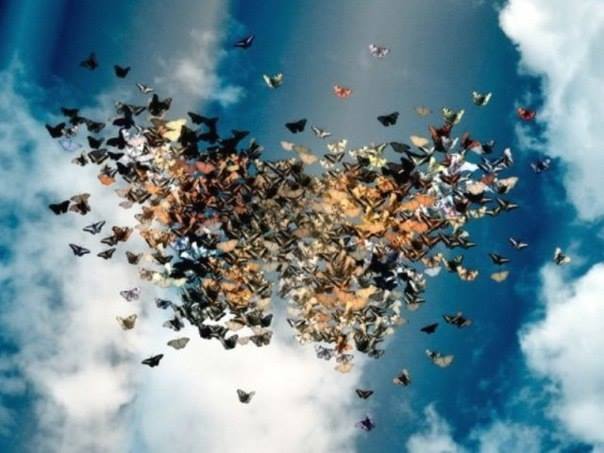 Le cœur papillon